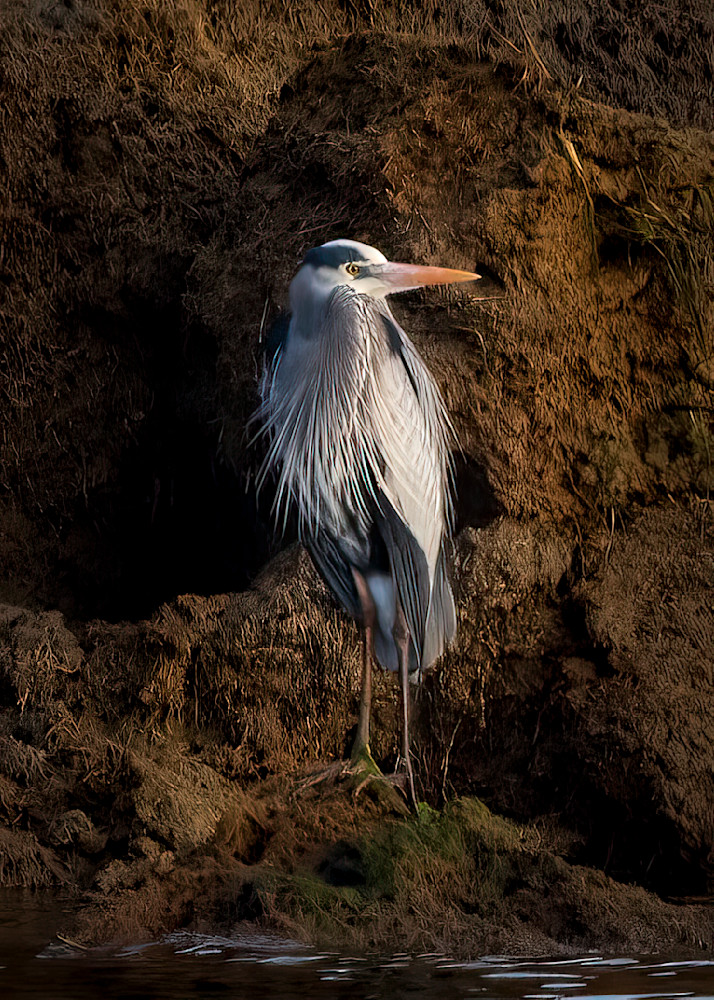 Great Blue Heron Photography Art | Dawn McDonald Photography