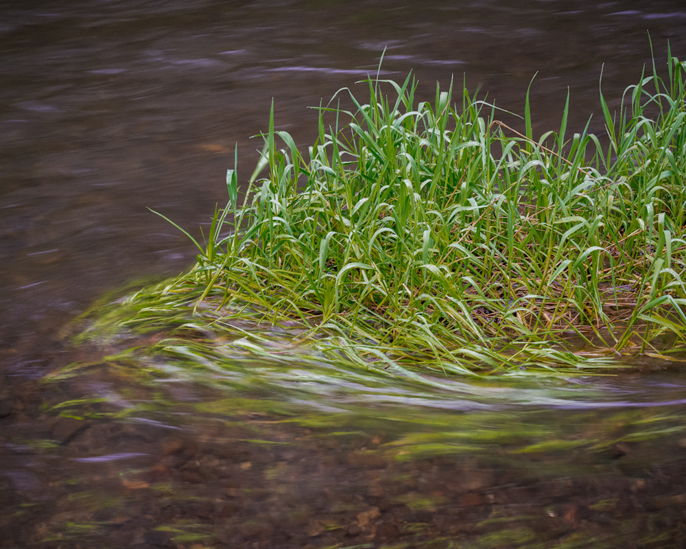 Dancing Grass Along the Willapa River, Washington, 2023