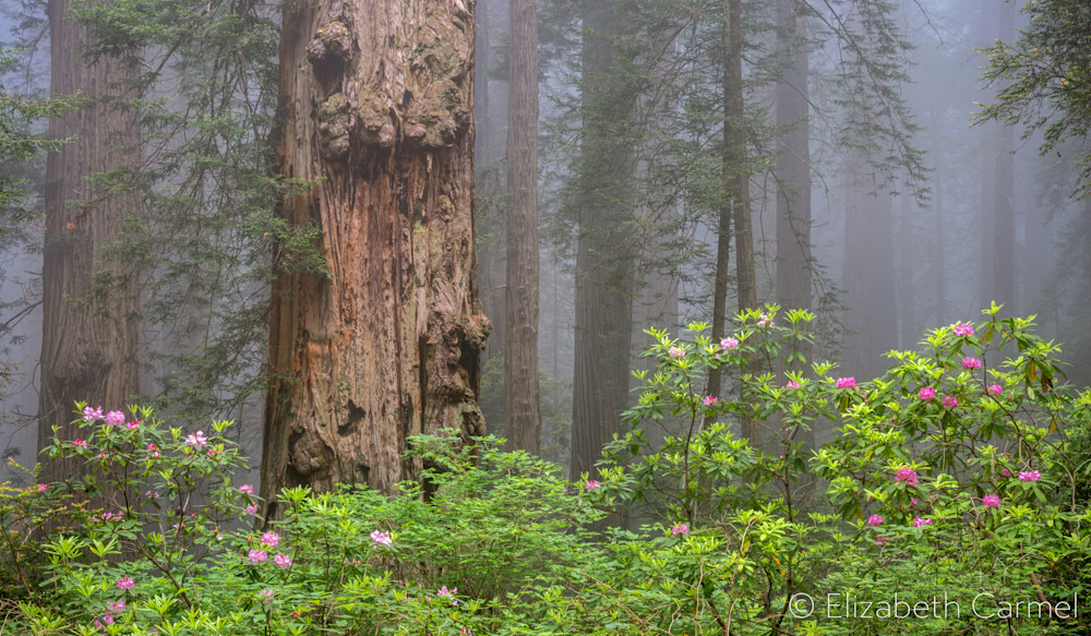 Redwood Panorama Art | The Carmel Gallery