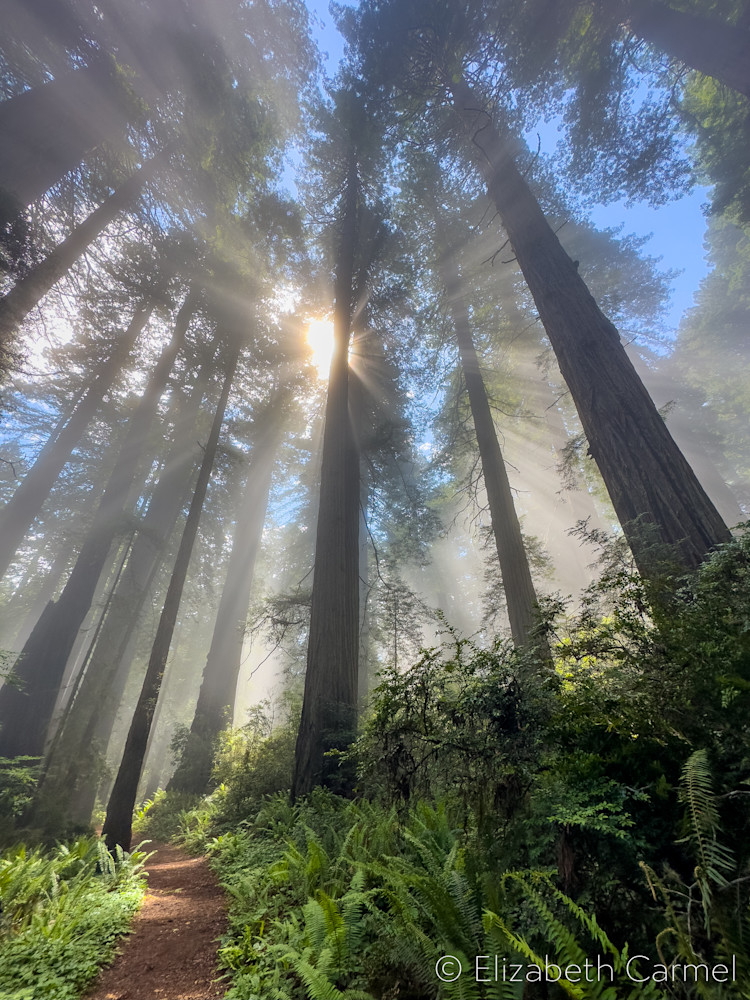 Redwood Mist Art | The Carmel Gallery