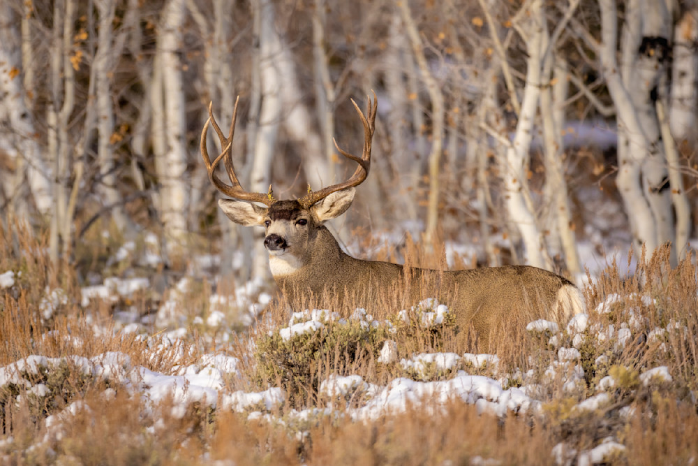"Enchanting Encounters: Aspen And Antlers In Western Wyoming" Photography Art | D. Robert Franz Photography
