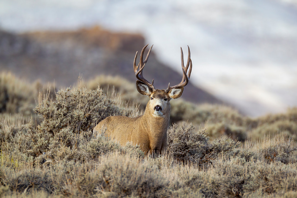 "Iconic Wilderness: A Buck's Grace In Western Wyoming" Photography Art | D. Robert Franz Photography