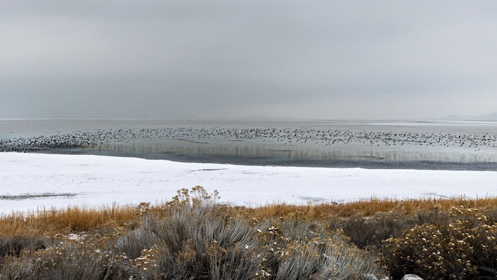 Flock of Birds on Antelope Island