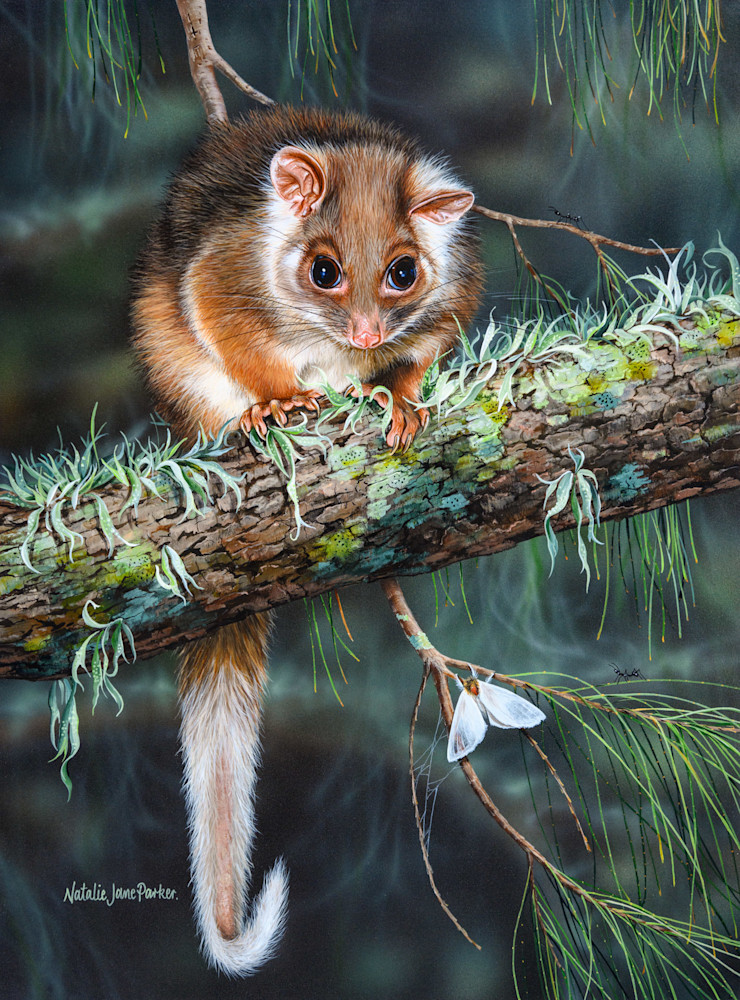 Eastern Ringtail Possum (Pseudocheirus peregrinus) and Sparshalls Moth (Trichiocercus sparshalli) Australian Wildlife Art by Natalie Jane Parker
