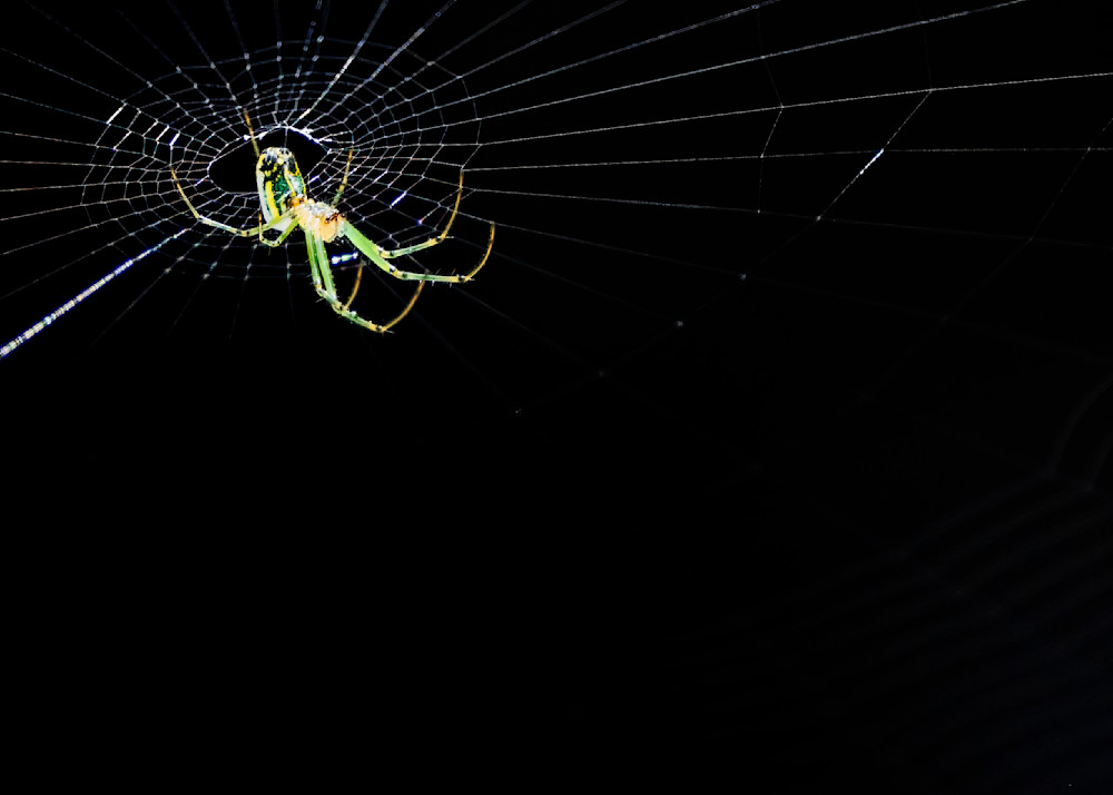 Yellow and green spider glowing in spiderweb