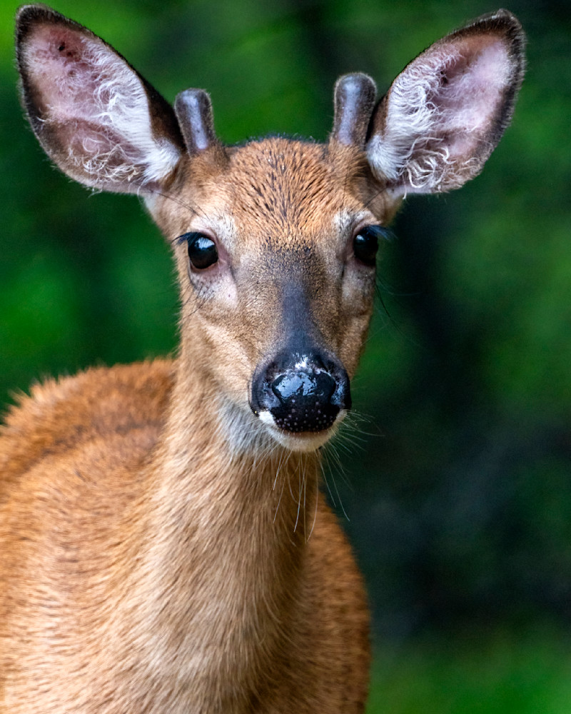 Deer Portrait Photography Art | Marc Sherman Photography