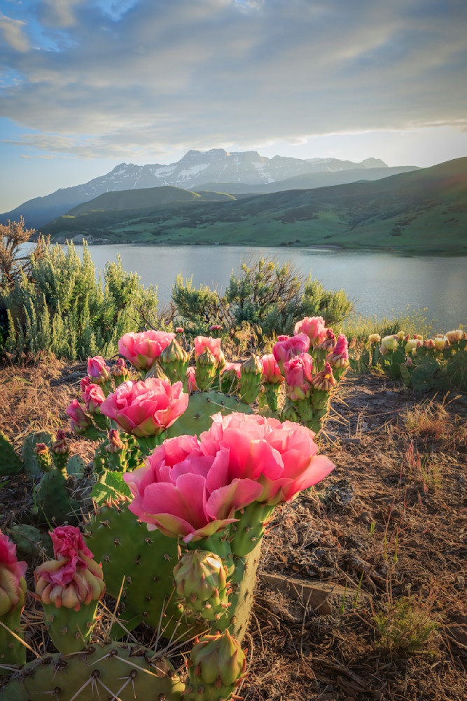 Pink Cactus with Timp