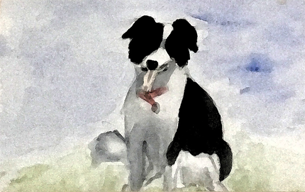 Border Collie Art | dianawoody