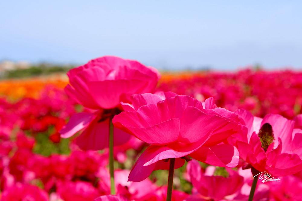 Carlsbad Flower Fields 4 Art | Whiskers and Waggers