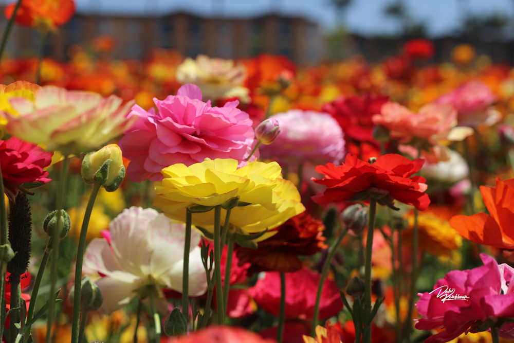 Carlsbad Flower Fields 2 Art | Whiskers and Waggers