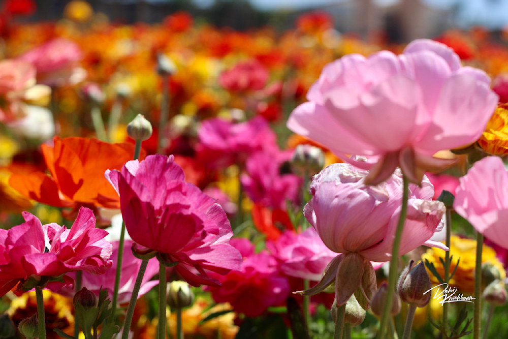 Carlsbad Flower Fields 1 Art | Whiskers and Waggers