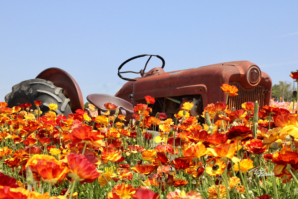 Carlsbad Flower Fields 5 Art | Whiskers and Waggers