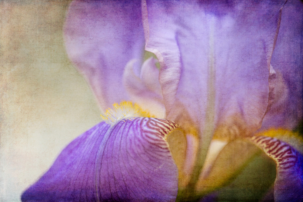 Bearded Iris Photography Art | Sandy Adams Outdoorvizions Photography