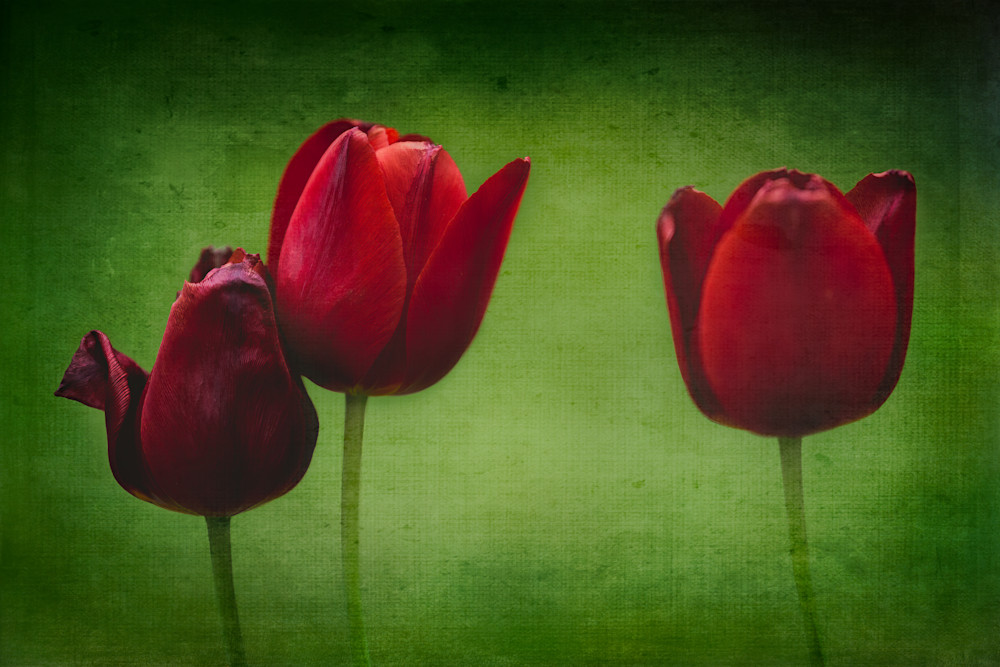 Tulips Photography Art | Sandy Adams Outdoorvizions Photography
