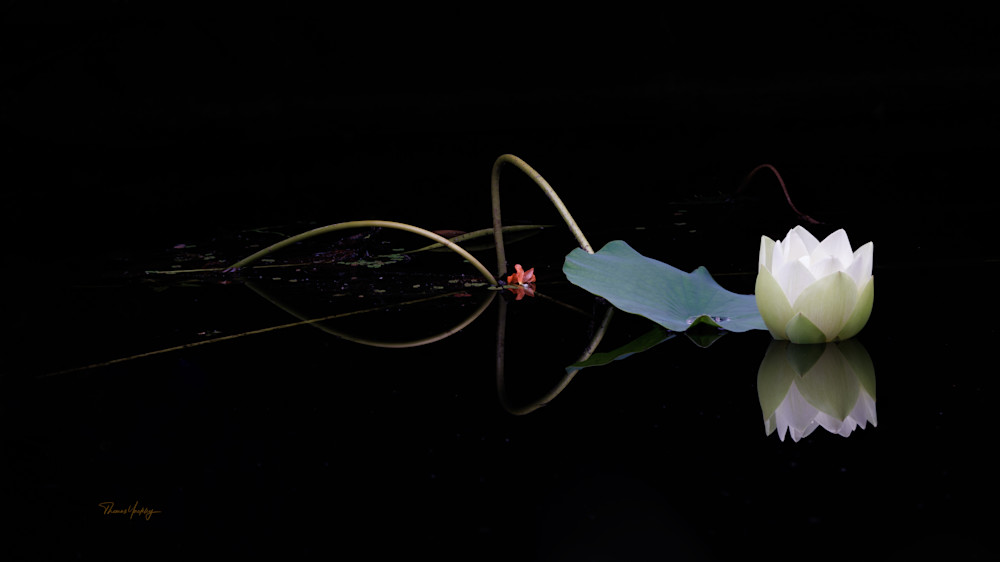 Lotus Position Photography Art | Thomas Yackley Fine Art Photography