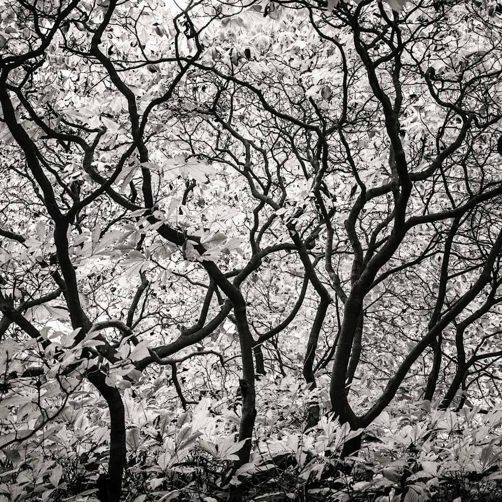 Labyrinth Photography Art | Sandy Adams Outdoorvizions Photography