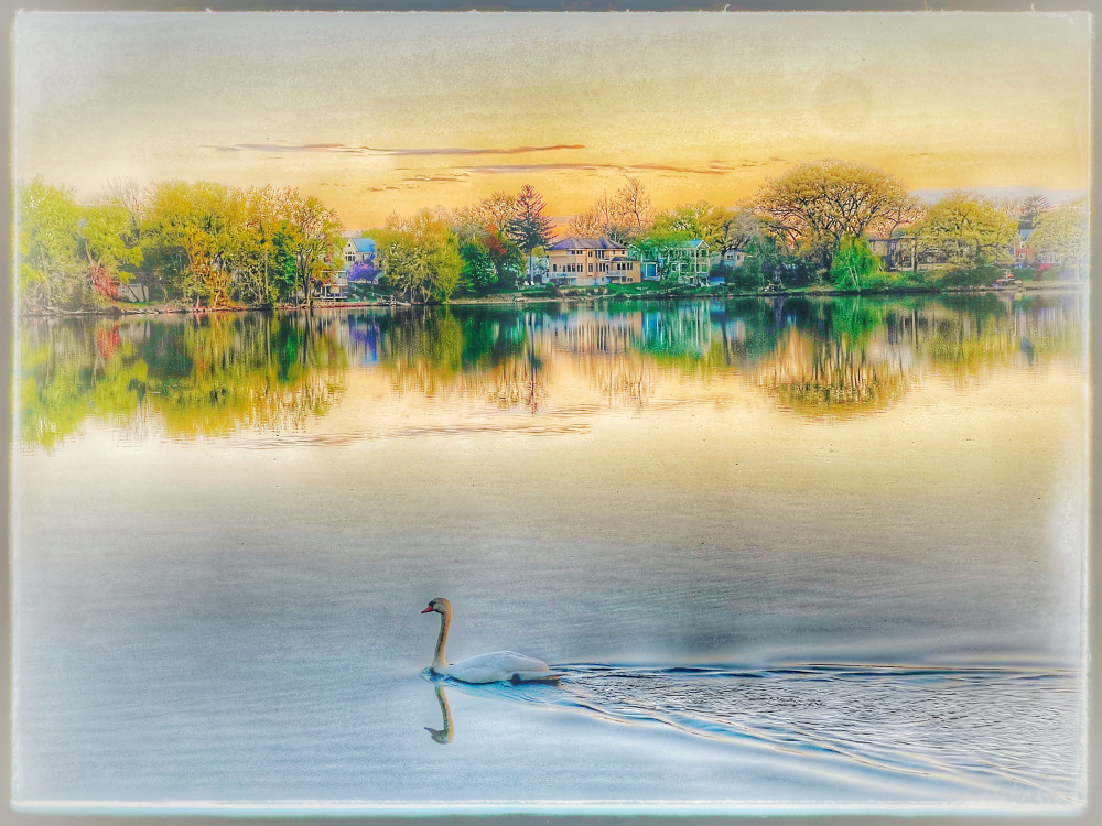 Swan In Th Evening Photography Art | ZaZaCreative Photography