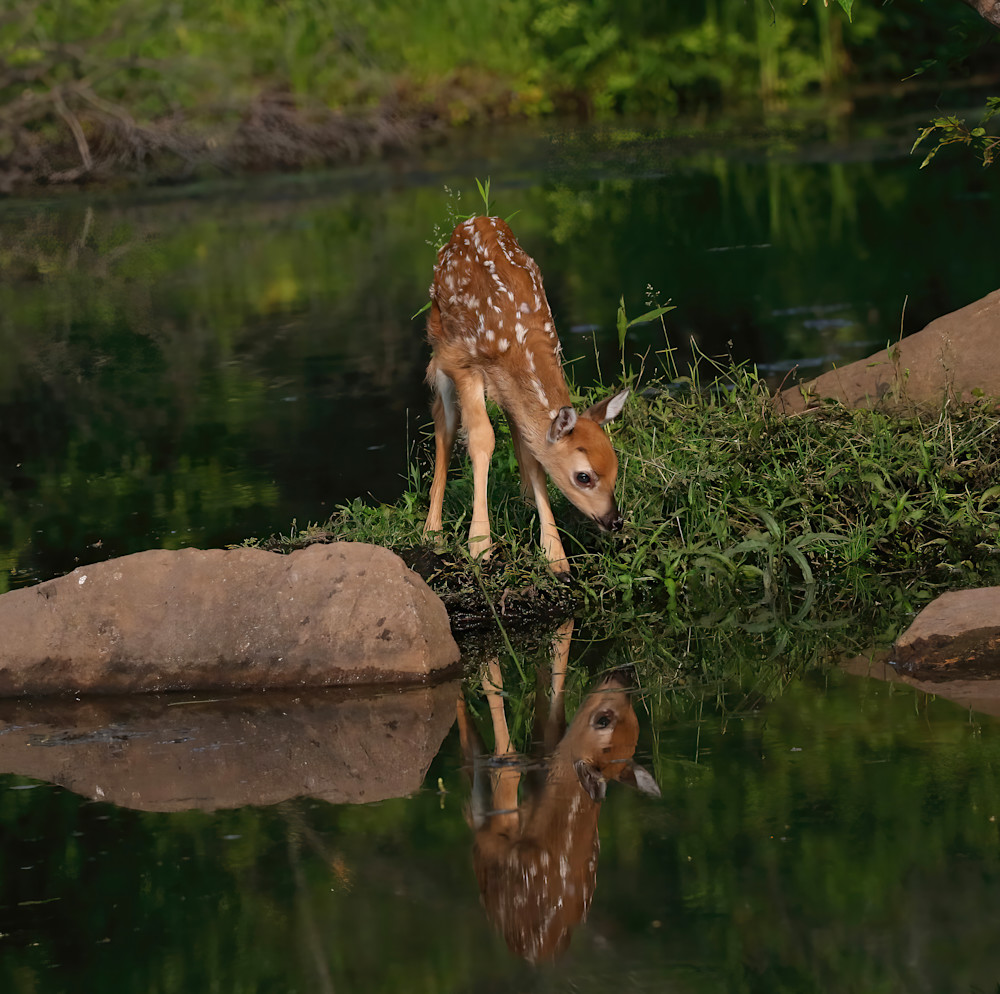Bambi Fawn Reflection 6539 Photography Art | Christina Rudman Photography