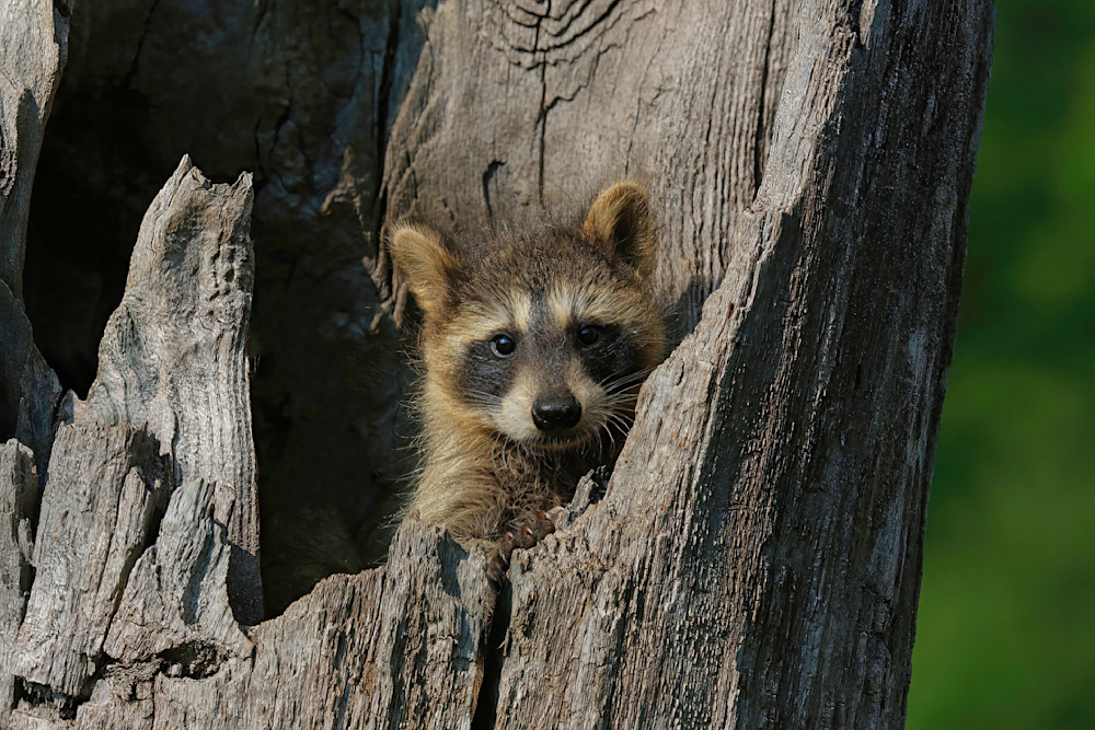 Raccoon Baby Inside Dead Tree Springtime 3863 Photography Art | Christina Rudman Photography