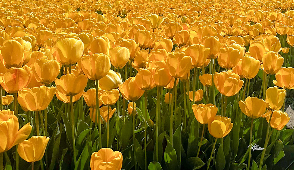 Yellow Tulips 1 Art | Whiskers and Waggers