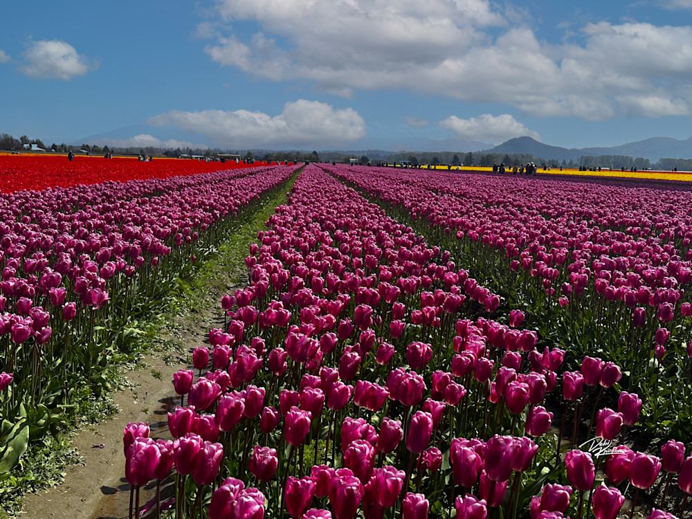 Tulip Fields 1 Art | Whiskers and Waggers