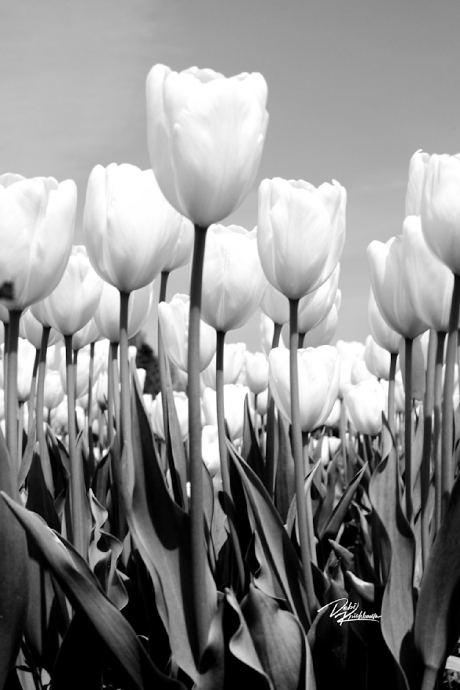 Black And While Tulips 1 Art | Whiskers and Waggers