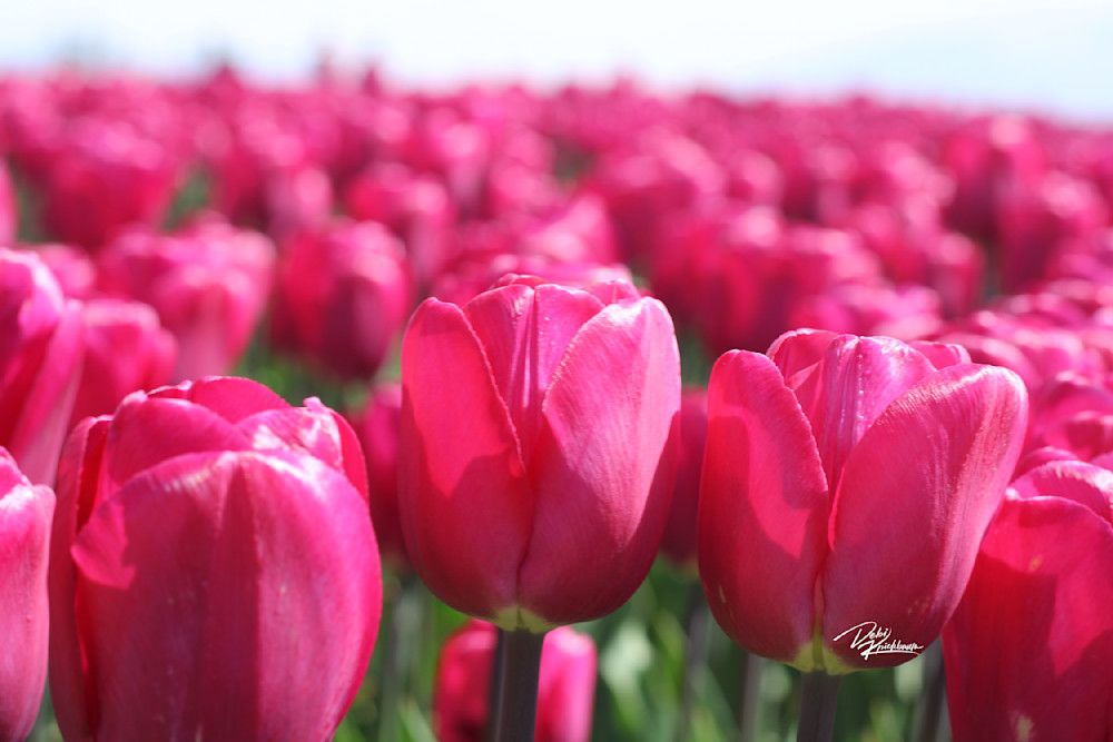 Pink Tulips 1 Art | Whiskers and Waggers