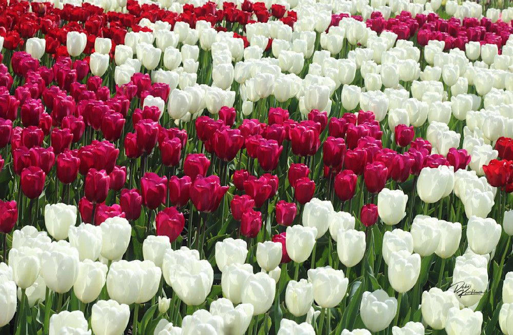 White And Pink Tulips 1 Art | Whiskers and Waggers