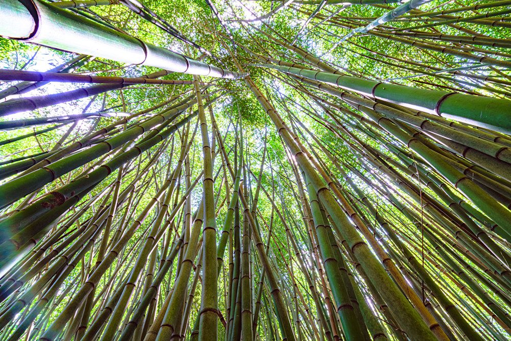 Bamboo Trees At Kanapah Gardens In Gainesville, Florida Fine Art Print Art | McClean Photography