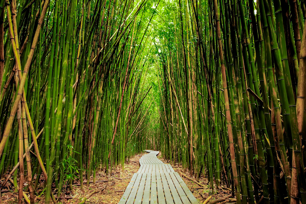 Bamboo Way Photography Art | Window To Paradise
