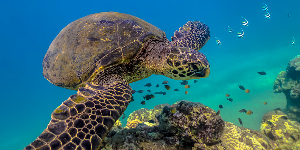 Honu Slide Photography Art | Window To Paradise