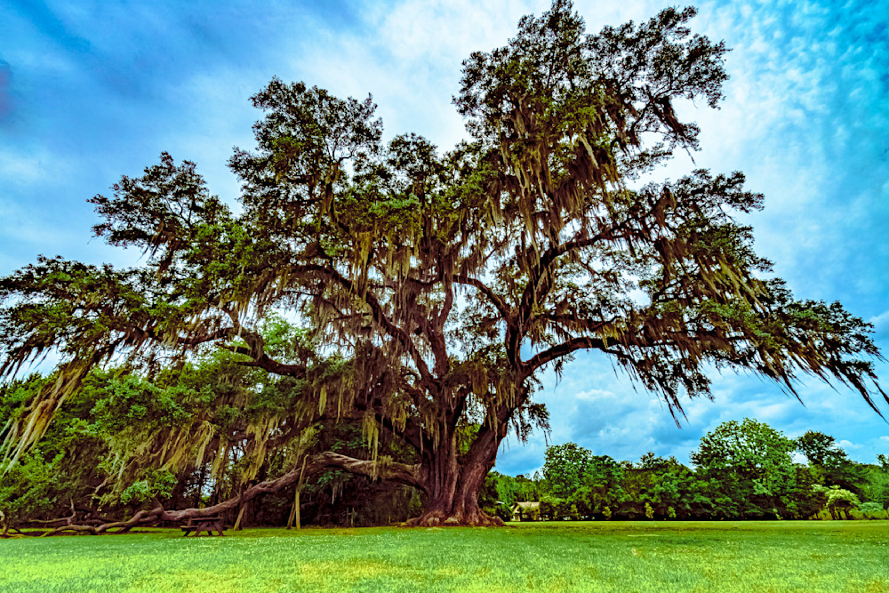 Champion Oak Tree Gainesville, Florida Fine Art Print Art | McClean Photography