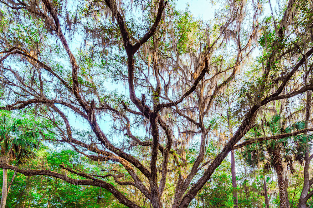 Large Trees In Gainesville, Florida Fine Art Print Art | McClean Photography