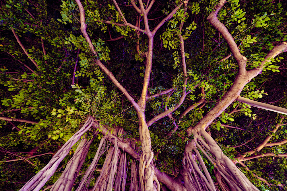 Banyan Tree In Honolulu, Hawaii Fine Art Print Art | McClean Photography