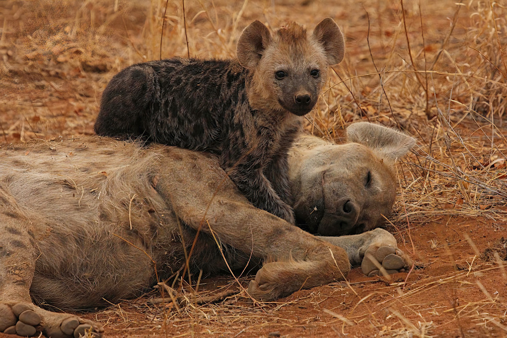 Hyena And Cub South Africa 3299 Photography Art | Christina Rudman Photography
