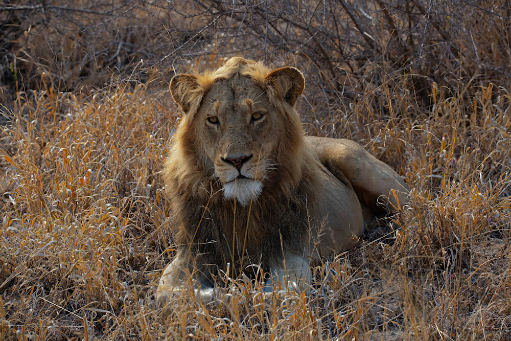 Lion Resting In Grass South Africa 4700 Photography Art | Christina Rudman Photography