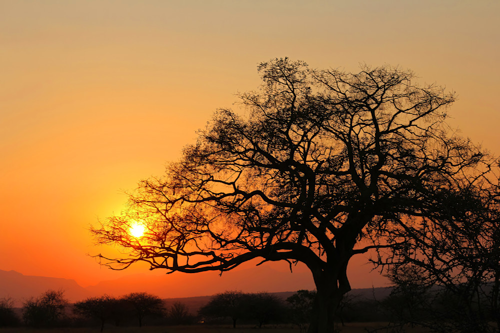 Acacia Tree Sunset South Africa 7999 Photography Art | Christina Rudman Photography