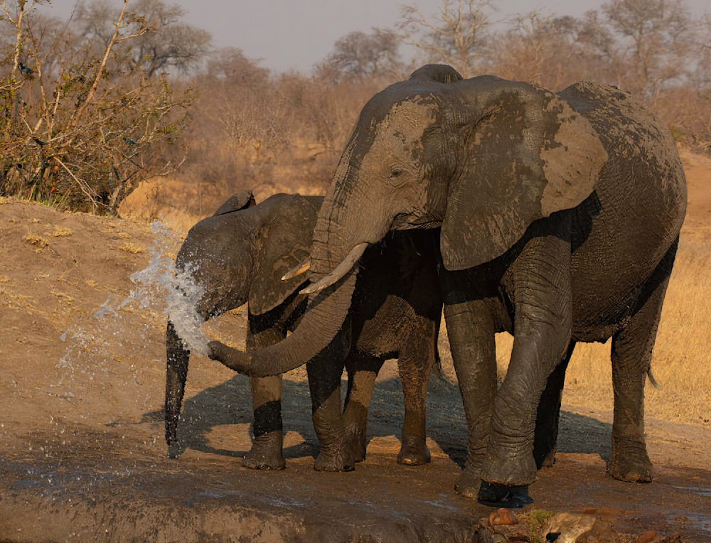 Elephant Mom Sprays Water At Baby South Aftrica 5629 Photography Art | Christina Rudman Photography