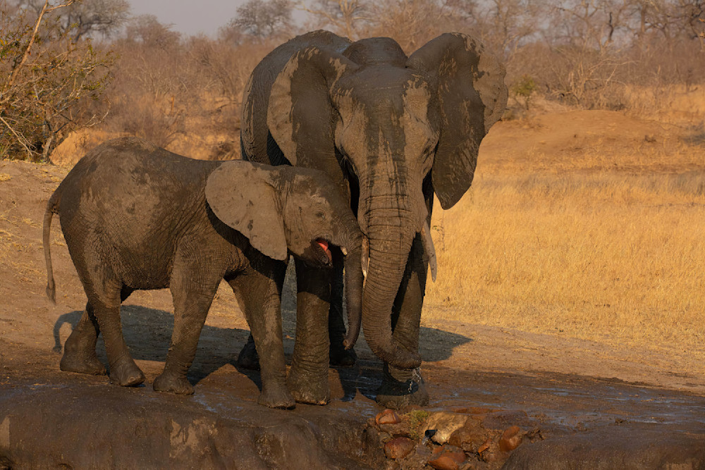 Elephant Baby Pushing Mom South Africa 5663 Photography Art | Christina Rudman Photography