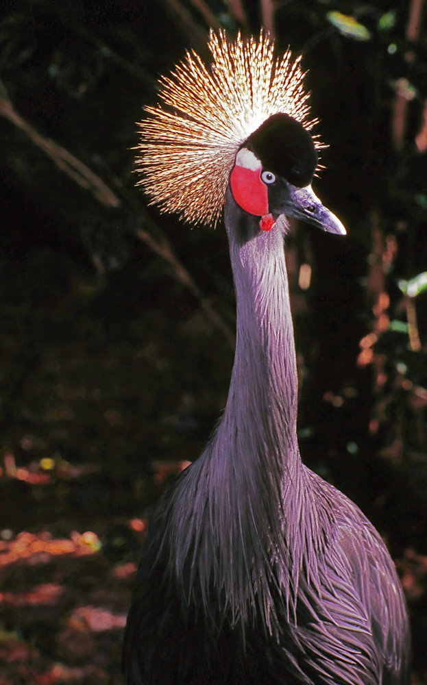 Birds Grey Crowned Crane Closeup S. Africa 9816 Photography Art | Christina Rudman Photography