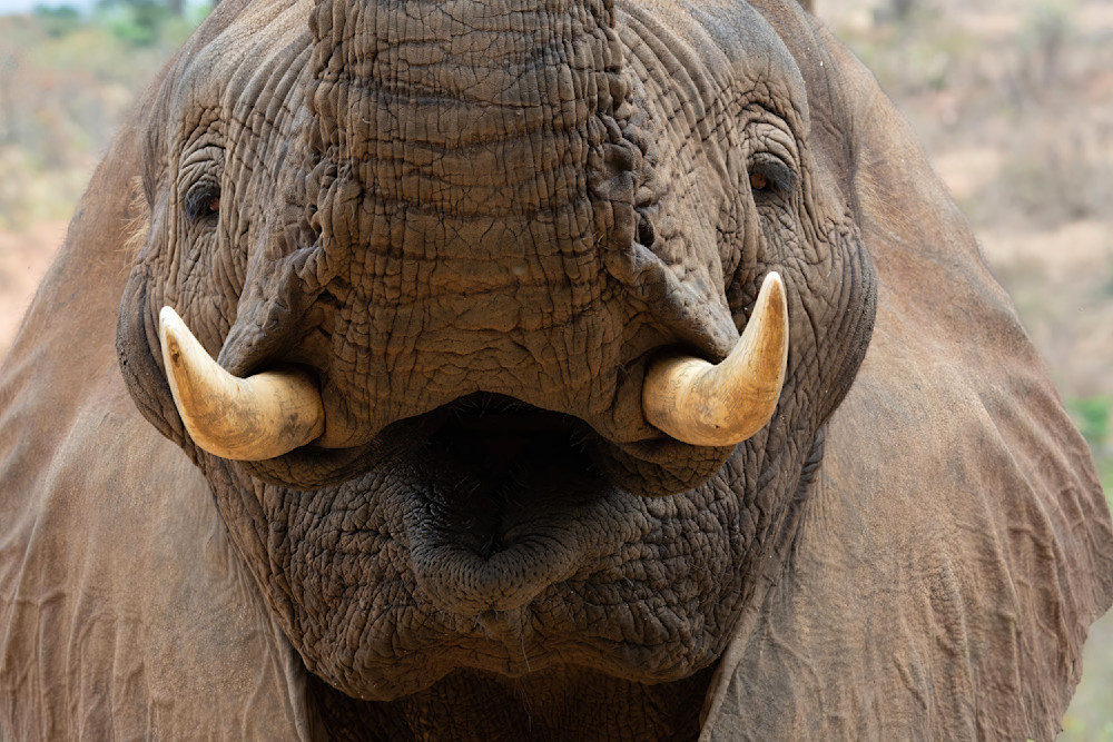 Elephant Closeup South Africa 5210 Photography Art | Christina Rudman Photography