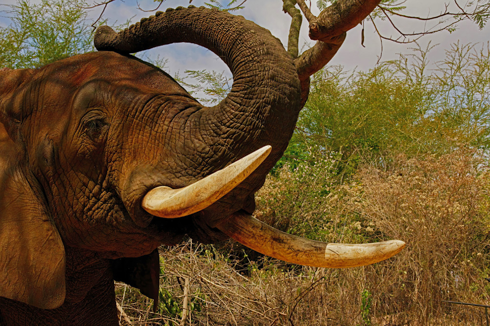 Elephant Headshot Profile Tusks South Africa 8456 Photography Art | Christina Rudman Photography
