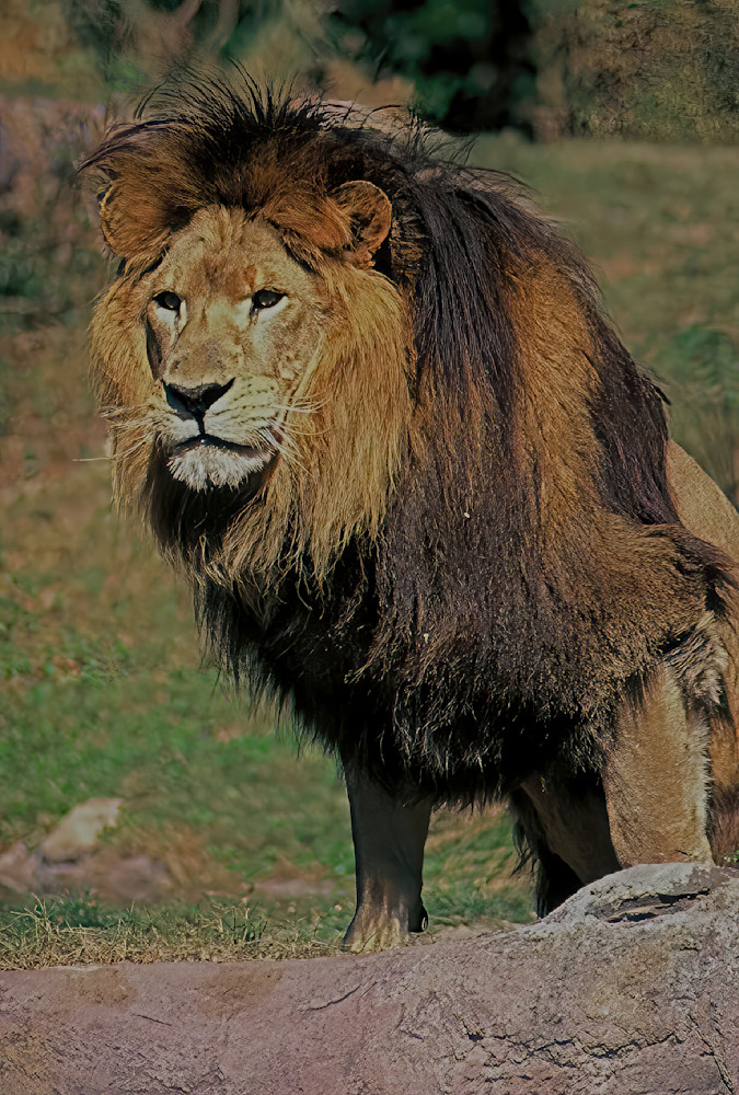 Lion Stern Stare Big Cats South Africa 5700 Photography Art | Christina Rudman Photography