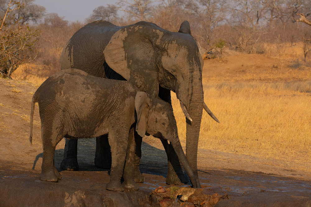 Elephant With Calf Drinking South Africa 5694 Photography Art | Christina Rudman Photography