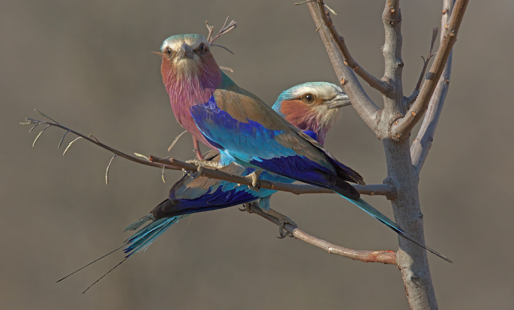 Bird Lilac Breasted Roller Pair On Tree South Africa 2387 Photography Art | Christina Rudman Photography