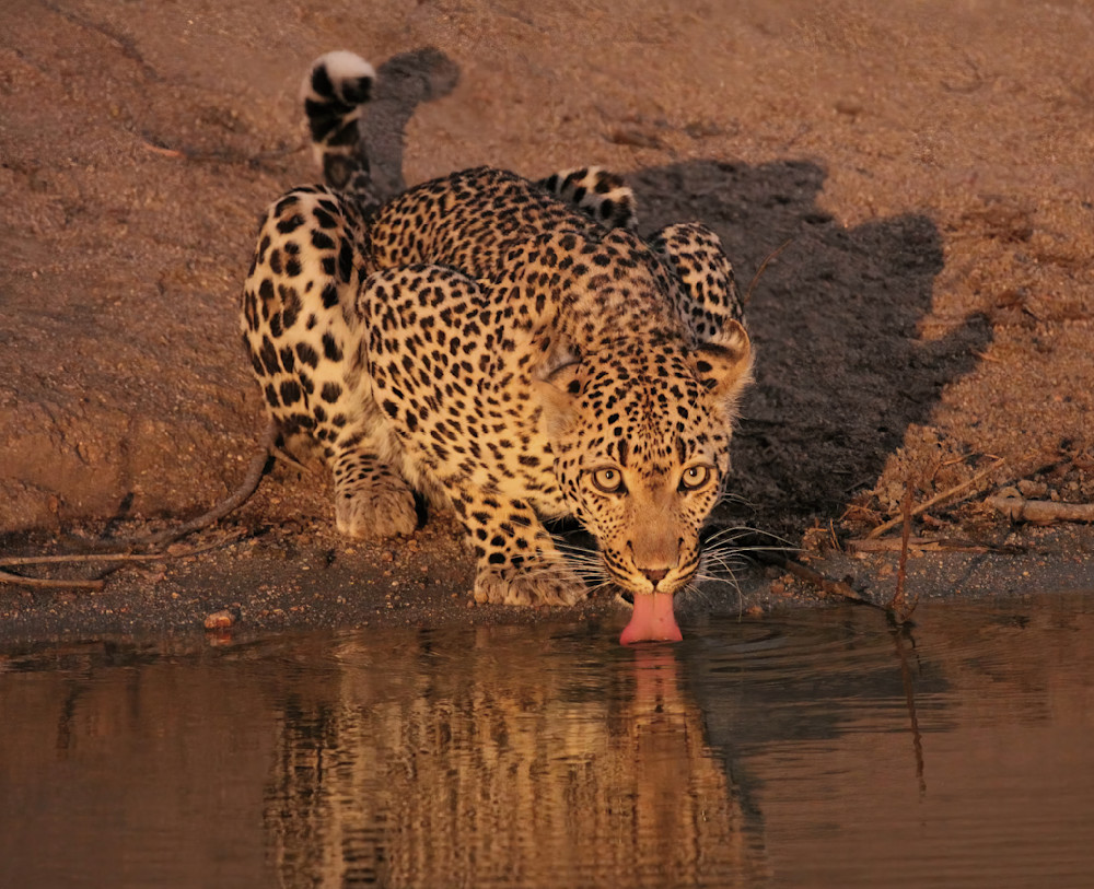 Leopard Drinking Water South Africa 9018 Photography Art | Christina Rudman Photography