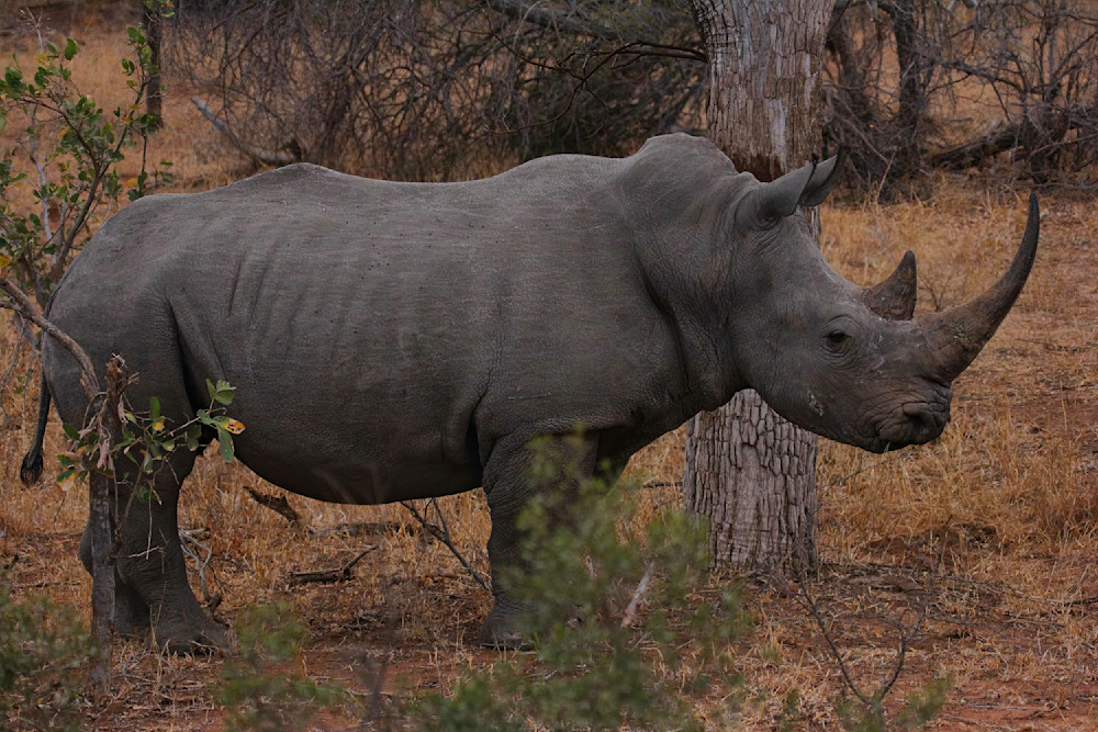 Rhino Full Body Profile South Africa 9793 Photography Art | Christina Rudman Photography