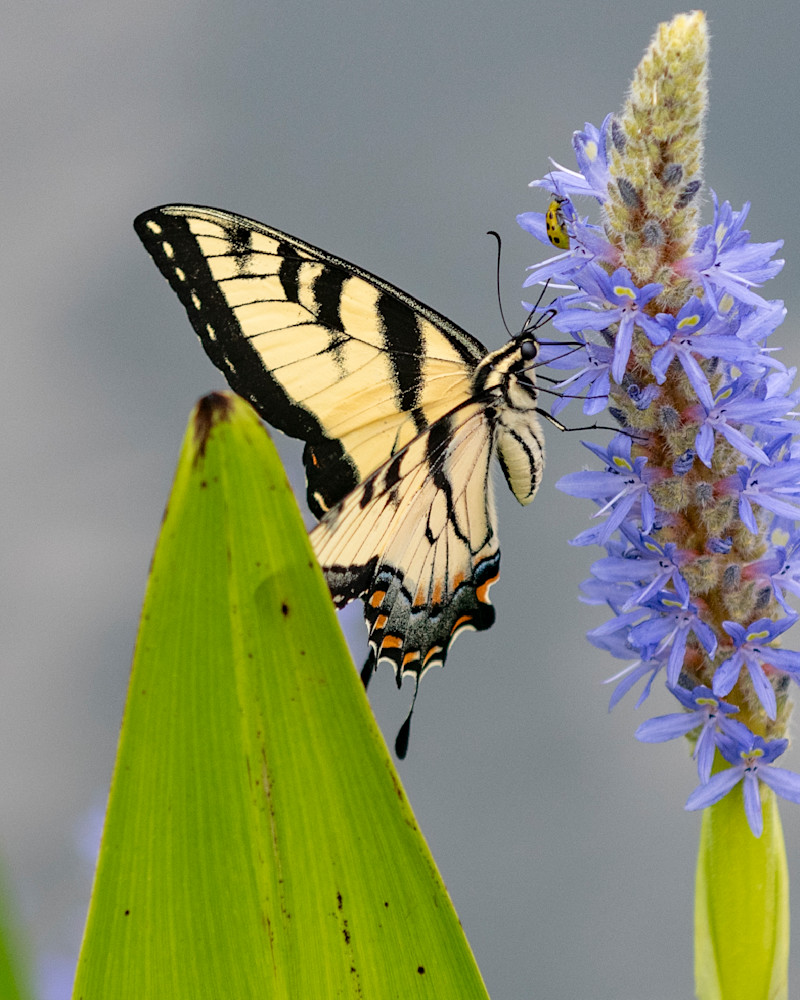 Butterfly Visit Photography Art | Marc Sherman Photography