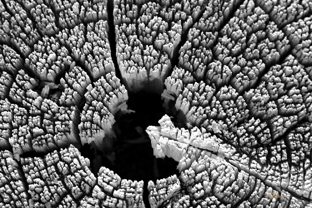 Textures Round Art | Whiskers and Waggers