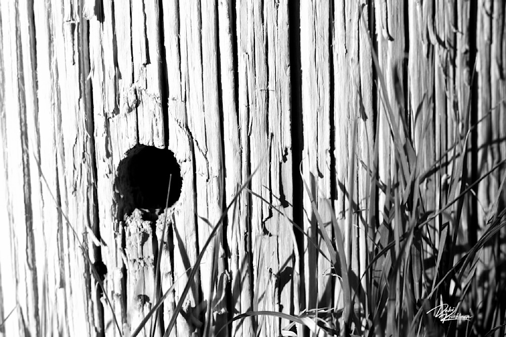 Textures Tree Art | Whiskers and Waggers